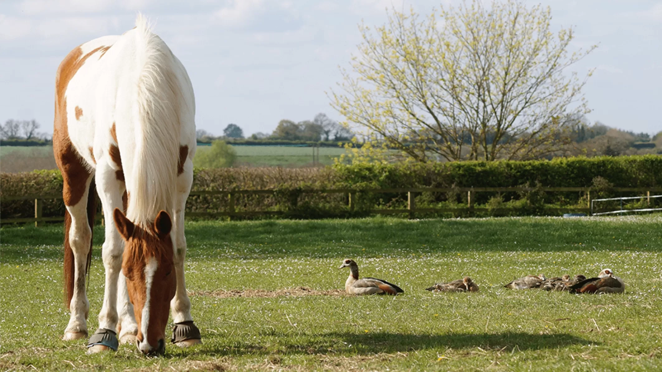 Horse with ducks in a field