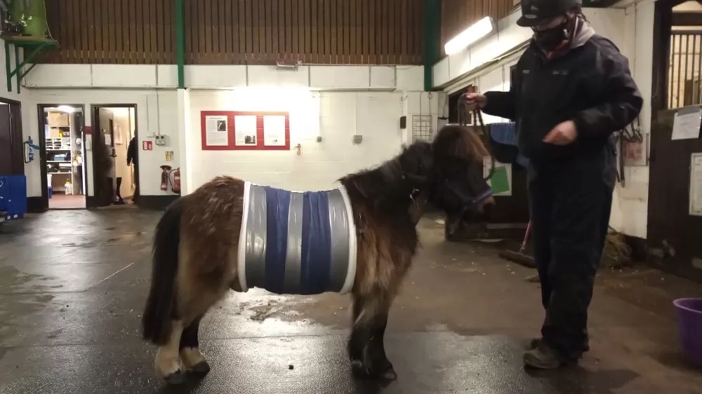 Kiwi is pictured in the Redwings Horse Hospital wearing a belly band post-colic surgery.