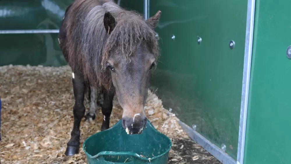 Kiwi when she was rescued standing in a stable, very underweight, weak and suffering from strangles.