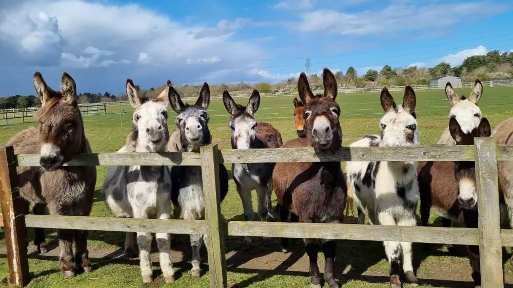 Esther is pictured with her donkey friends in her paddock at Redwings Caldecott.