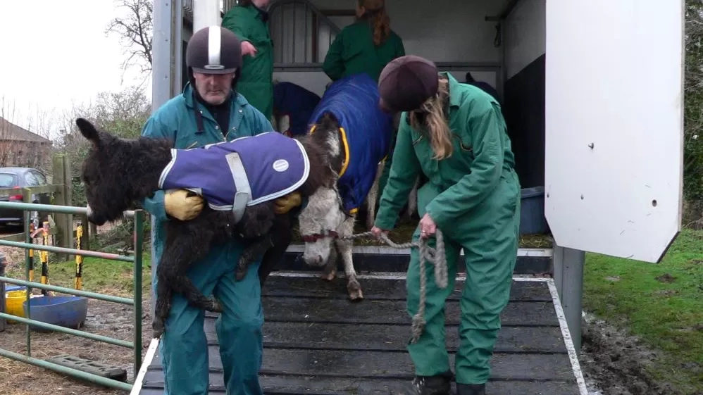 Esther arrives at Redwings after her rescue, she is pictured being carried off the horsebox with her mum Martha being led down the ramp behind her.