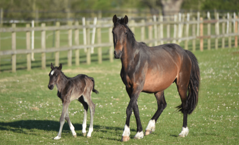 Horse and foal in a field