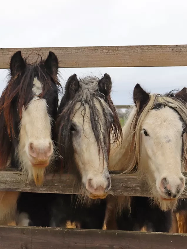Three horses looking at the camera